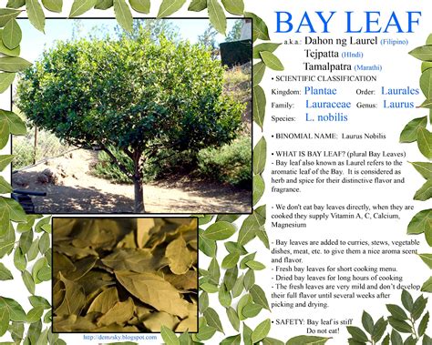 Bay Leaves in Tagalog.